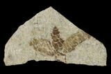 Fossil March Fly (Plecia) - Green River Formation #138478-1
